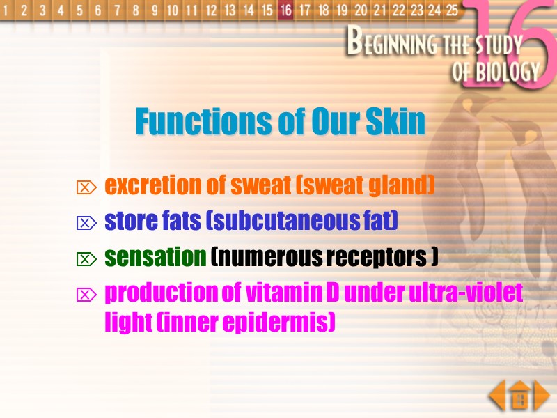 Functions of Our Skin excretion of sweat (sweat gland) store fats (subcutaneous fat) sensation